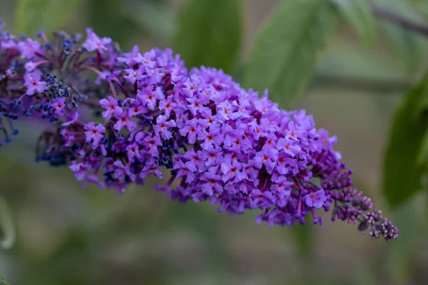 Lila Lila Blommor Detaljerad Makrovy Blomma Naturlig Bakgrund Mjukt Ljus — Stockfoto