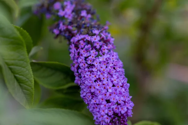 紫色のライラックの花 詳細なマクロビュー 自然の背景に花 柔らかい光 — ストック写真