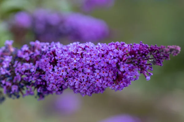 Lila Lila Blommor Detaljerad Makrovy Blomma Naturlig Bakgrund Mjukt Ljus — Stockfoto