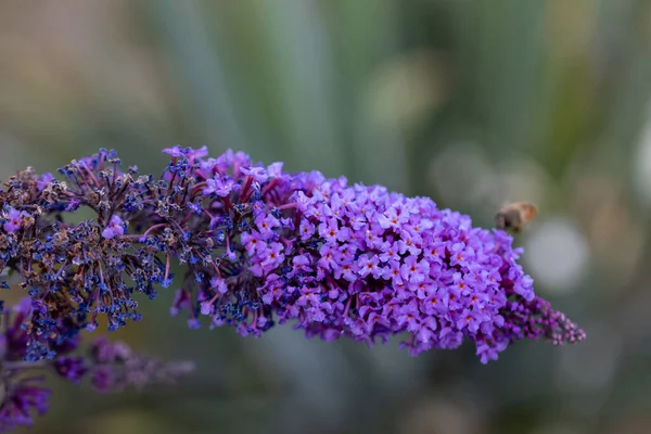 Purple Lilac Flowers Detailed Macro View Flower Natural Background Soft — Stock Photo, Image