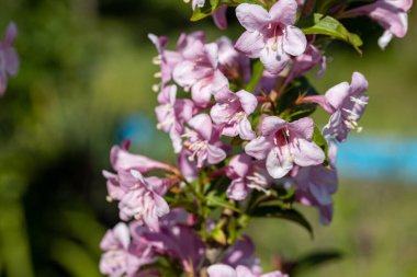 Kış Daphne çiçekleri. Ayrıntılı makro görünüm. Doğal bir arka planda çiçek, güneş ışığı.