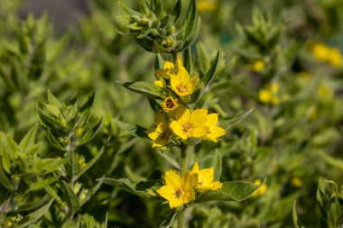 Sarı çiçek bahçesi gevşemiş. Ayrıntılı makro görünüm. Doğal bir arka planda çiçek.