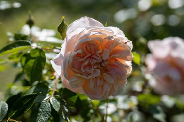 Bej gül çiçeği. Ayrıntılı makro görünüm. Doğal bir arka planda çiçek, yumuşak bir ışık.