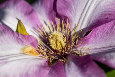 Pembe klematis çiçeği. Ayrıntılı makro görünüm. Doğal bir arka planda çiçek.