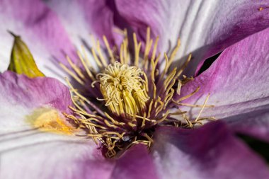 Pembe klematis çiçeği. Ayrıntılı makro görünüm. Doğal bir arka planda çiçek.