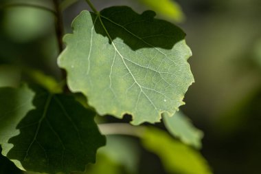 Yaprak. Ayrıntılı makro görünüm. Doğal bir arka planda yaprak.