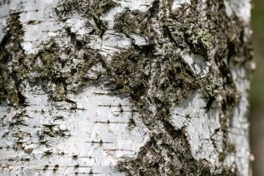 Birch kabuğu. Doğal makro görünüm.