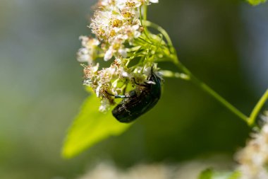 Beyaz bir çiçekte çiçek böceği. Ayrıntılı makro görünüm. Doğal bir arka planda çiçek.