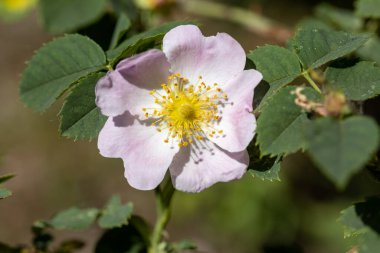 Gül kalça çiçekleri. Ayrıntılı makro görünüm. Doğal bir arka planda çiçekler.