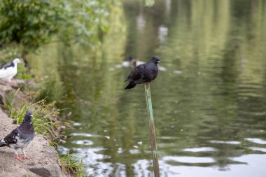 Gölün arka planında güvercin
