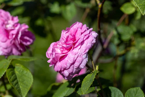 Růžová Růže Podrobný Pohled Makro Květina Přirozeném Pozadí Měkké Světlo — Stock fotografie