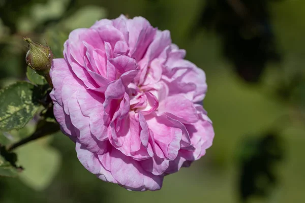 Розовый Цветок Подробное Макро Представление Цветок Естественном Фоне Мягкий Свет — стоковое фото