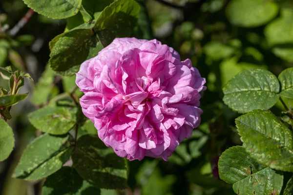 Pembe Gül Çiçeği Ayrıntılı Makro Görünüm Doğal Bir Arka Planda — Stok fotoğraf