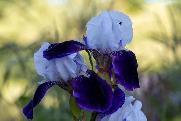Bílá Fialová Duhovka Podrobný Pohled Makro Květina Přírodním Pozadí Sluneční — Stock fotografie
