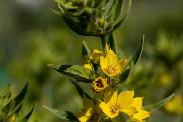 Gelbe Blumen Lockern Den Garten Auf Detaillierte Makroansichten Blume Auf — Stockfoto