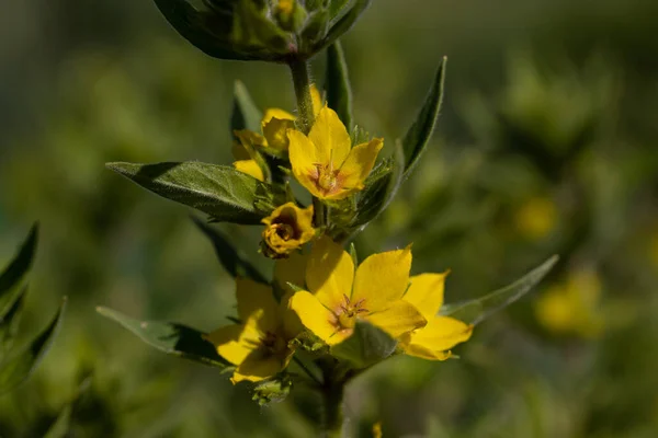 Gelbe Blumen Lockern Den Garten Auf Detaillierte Makroansichten Blume Auf — Stockfoto