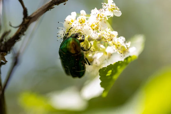 白い花に花甲虫 詳細なマクロビュー 自然に咲く花 — ストック写真