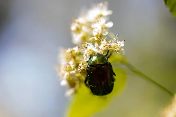 白い花に花甲虫 詳細なマクロビュー 自然に咲く花 — ストック写真