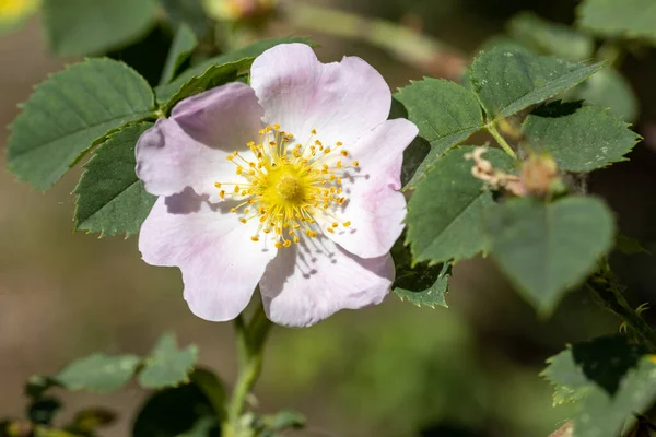 Róża Biodra Kwiaty Szczegółowy Widok Makra Kwiaty Naturalnym Tle — Zdjęcie stockowe