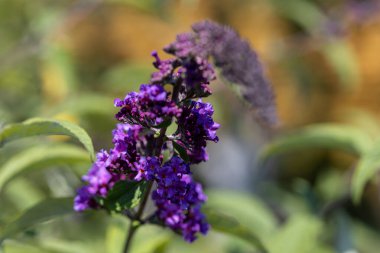 Mor Buddleia çiçeği. Ayrıntılı makro görünüm. Doğal bir arka planda çiçek.