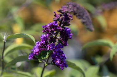 Mor Buddleia çiçeği. Ayrıntılı makro görünüm. Doğal bir arka planda çiçek.