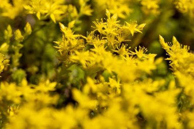Sarı çiçekler. Ayrıntılı makro görünüm. Doğal bir arka planda çiçek.