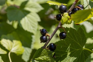 Frenk üzümü. Ayrıntılı makro görünüm. Berry doğal bir arka plan, yumuşak bir ışık.