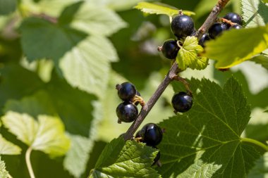 Frenk üzümü. Ayrıntılı makro görünüm. Berry doğal bir arka plan, yumuşak bir ışık.