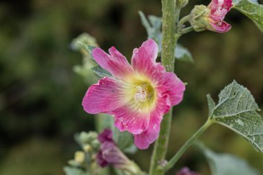 Mallow çiçeği. Ayrıntılı makro görünüm. Doğal bir arka planda çiçek.
