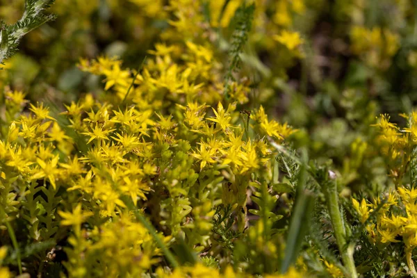 Gelbe Blumen Detaillierte Makroansichten Blume Auf Natürlichem Hintergrund — Stockfoto