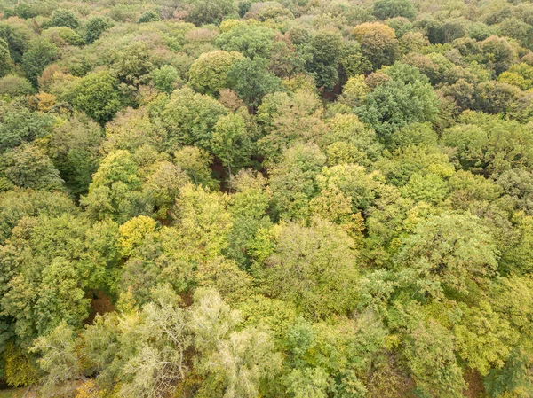 空中无人驾驶飞机视图 绿落叶林 — 图库照片