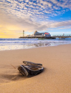 Sunshine at sun rise illuminates golden beaches and a washed-up oyster shell on the Dorset coast between Poole and Bournemouth clipart