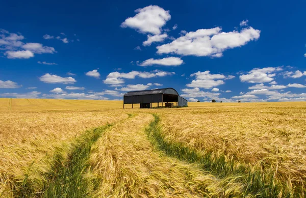 Después Largo Manantial Seco Caliente Trigo Campo Dorset Madura Marrón —  Fotos de Stock