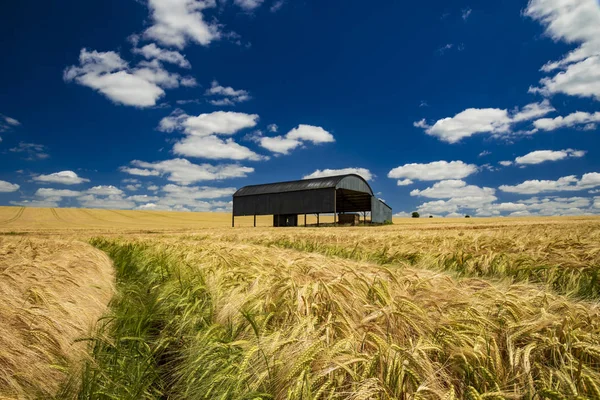 Después Largo Manantial Seco Caliente Trigo Campo Dorset Madura Marrón — Foto de Stock