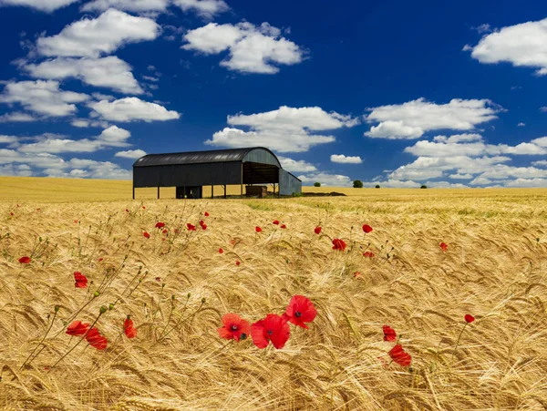 经过长时间的炎热干燥的春天 在赛特田里的麦子成熟到金色的褐色与黑色的荷兰谷仓和深祝福的天空对比 — 图库照片