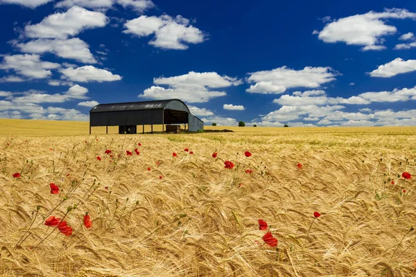 Después Largo Manantial Seco Caliente Trigo Campo Dorset Madura Marrón — Foto de Stock