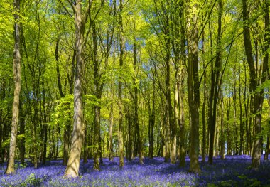 Bluebell woods bir parlak yeşil kayın gölgelik altında derin mavi mor çiçekli sayesinde güneş kanalları