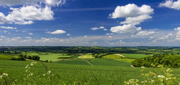 Bright Sunlight Warms Green Crops Grassland Blackmore Wardour Vales Dorset — Stock Photo, Image