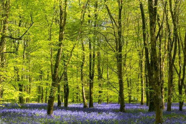Bluebell woods bir parlak yeşil kayın gölgelik altında derin mavi mor çiçekli sayesinde güneş kanalları
