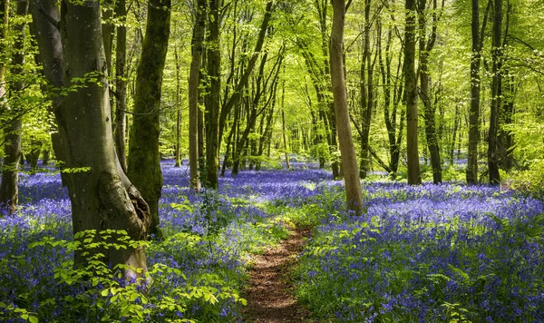 Bluebell woods bir parlak yeşil kayın gölgelik altında derin mavi mor çiçekli sayesinde güneş kanalları