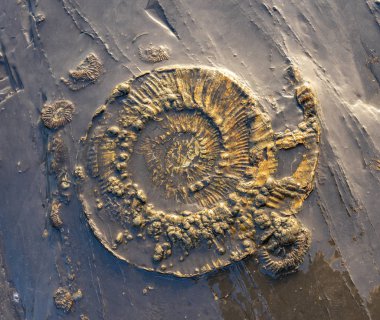 Fosil Ammonit adlı Kimmeridge ebbing gelgit tarafından ortaya ben