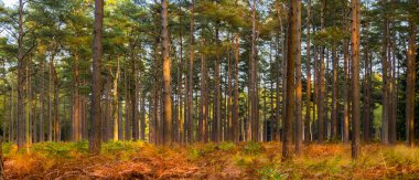 Yeni Orman ağaçları sonbaharda