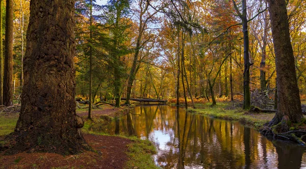 Нью-Форест дерева восени — стокове фото