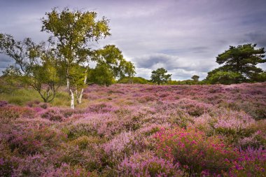 Dramatik gökyüzü mor ve pembe üzerinde heather Dorset araziler üzerinde