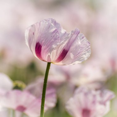 Beyaz haşhaş Dorset içinde dosyalanmış büyük sayılarda büyüyor