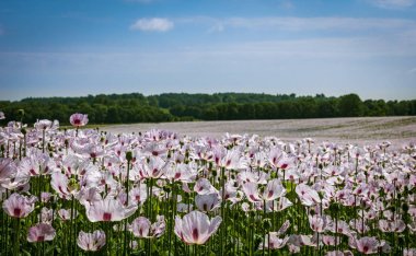 Beyaz haşhaş Dorset içinde dosyalanmış büyük sayılarda büyüyor
