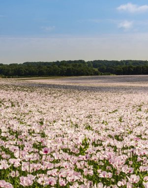 Beyaz haşhaş Dorset içinde dosyalanmış büyük sayılarda büyüyor