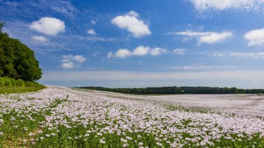 Beyaz haşhaş Dorset içinde dosyalanmış büyük sayılarda büyüyor
