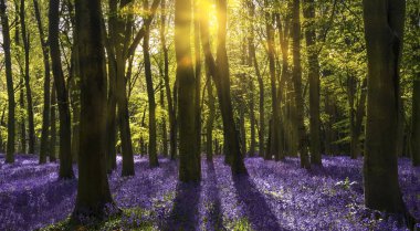 Bluebell orman - güneş ışığı mor çiçekler arasında gölgeler dökümleri