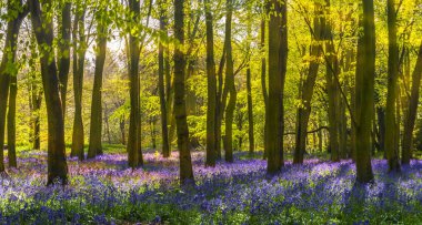 Bluebell orman - güneş ışığı mor çiçekler arasında gölgeler dökümleri